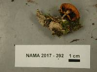 Gymnopilus sapineus image