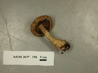 Cortinarius distans image