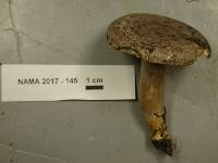 Lactarius pyrogalus image