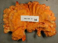 Laetiporus huroniensis image