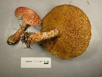 Suillus spraguei image