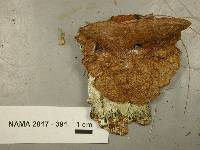 Phellinus gilvus image