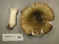 Russula cyanoxantha image