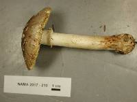 Amanita brunnescens image