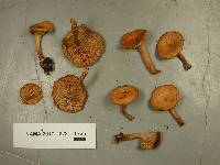 Lactarius oculatus image