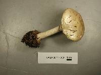 Amanita porphyria image