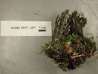 Clavulina cinerea image