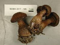 Cortinarius squamulosus image