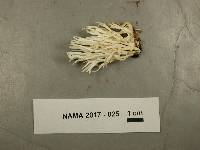 Ramariopsis kunzei image
