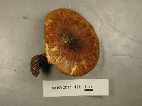 Paxillus involutus image