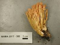 Ramaria formosa image