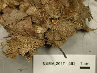 Phaeohelotium epiphyllum image