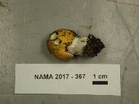 Russula decolorans image