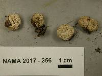 Lycoperdon curtisii image