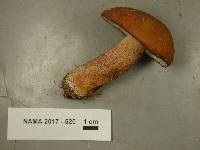 Boletus variipes image