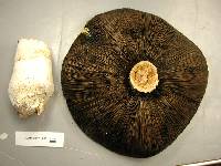 Agaricus urinascens image