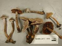 Cortinarius flexipes image