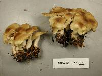 Leucocybe connata image