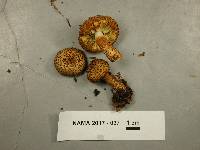 Leucopholiota decorosa image