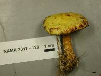Suillus americanus image
