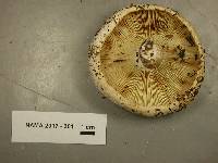 Lactifluus subvellereus image