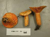 Lactarius thyinos image