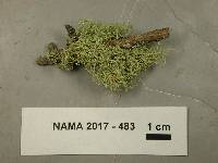 Usnea filipendula image