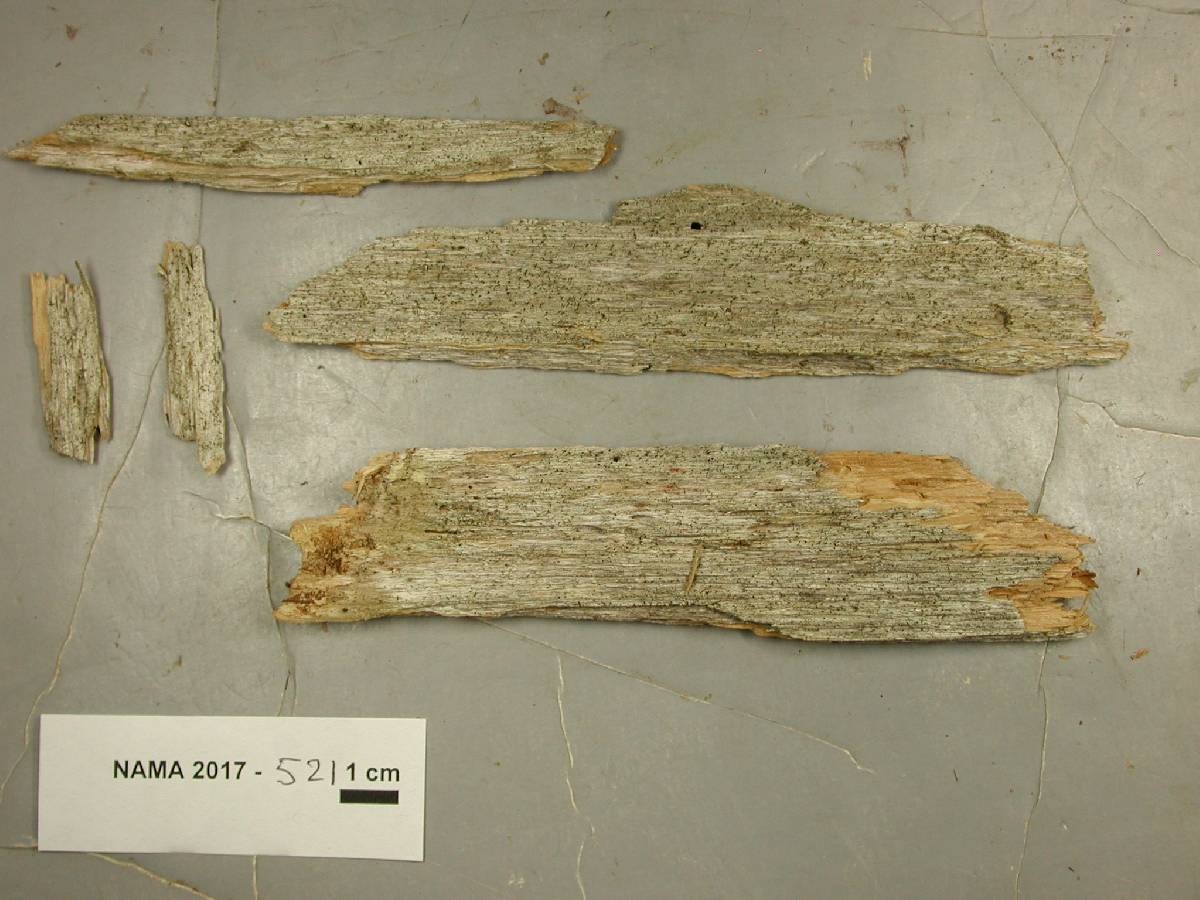 Calicium trabinellum image