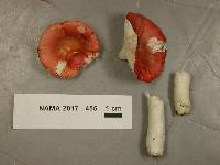 Russula betularum image