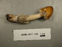 Amanita sinicoflava image