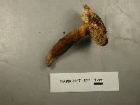 Gyroporus castaneus image