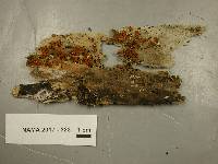 Scutellinia erinaceus image