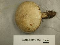 Hygrophorus glutinosus image