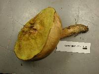 Boletus subtomentosus image