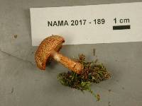 Cortinarius bolaris image