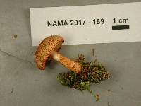 Cortinarius bolaris image