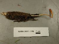 Cordyceps militaris image