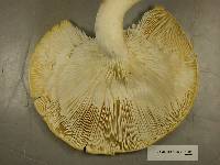 Lentinus levis image