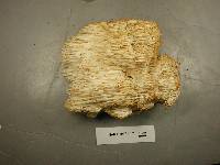 Hericium americanum image