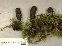 Xylaria longipes image