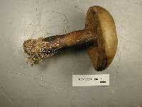 Tylopilus porphyrosporus image