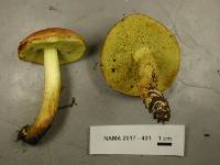 Leccinum subglabripes image