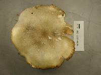Tricholoma saponaceum image