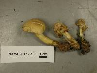 Tricholoma sulphureum image