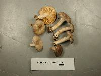 Lactarius hibbardae image