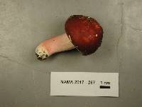 Russula mariae image