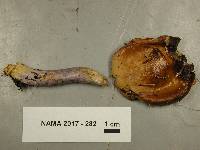 Cortinarius collinitus image