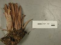 Alloclavaria purpurea image