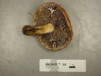 Hemistropharia albocrenulata image