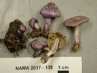 Inocybe lilacina image